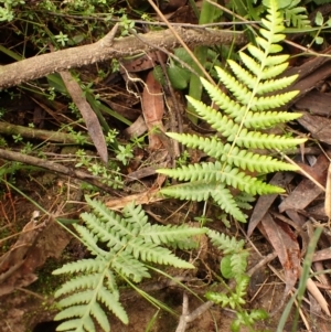 Cyathea australis subsp. australis at Bowral - 4 Jan 2024