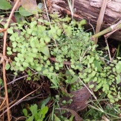 Adiantum aethiopicum (Common Maidenhair Fern) at Mittagong - 3 Jan 2024 by plants