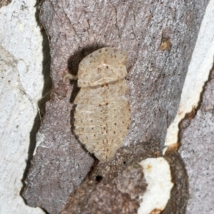 Ledromorpha planirostris at Scullin, ACT - 3 Jan 2024