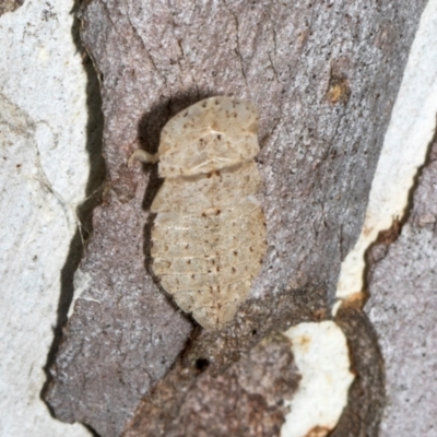 Ledromorpha planirostris (A leafhopper) at Scullin, ACT - 3 Jan 2024 by AlisonMilton