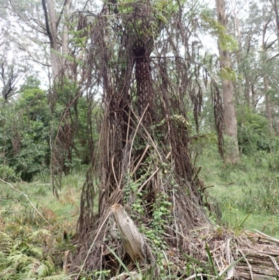 Cyathea australis subsp. australis (Rough Tree Fern) at Mittagong, NSW - 4 Jan 2024 by plants