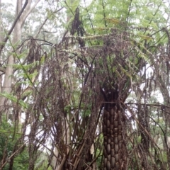 Cyathea australis subsp. australis at Wingecarribee Local Government Area - suppressed