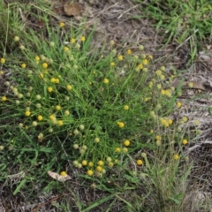 Calotis lappulacea (Yellow Burr Daisy) at Yarralumla, ACT - 5 Jan 2024 by Mike