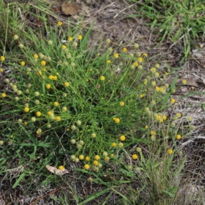 Calotis lappulacea (Yellow Burr Daisy) at Stirling Park - 5 Jan 2024 by Mike