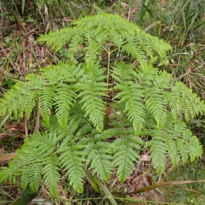 Pteridium esculentum at Wingecarribee Local Government Area - 4 Jan 2024 10:17 AM