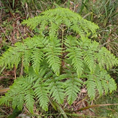 Pteridium esculentum (Bracken) at Mittagong, NSW - 4 Jan 2024 by plants