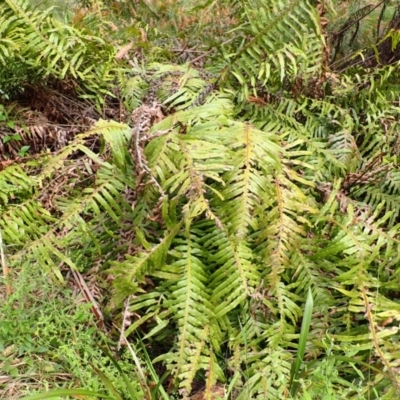 Blechnum cartilagineum (Gristle Fern) at Mittagong, NSW - 3 Jan 2024 by plants