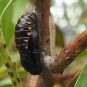 Jalmenus ictinus at McQuoids Hill - 5 Jan 2024