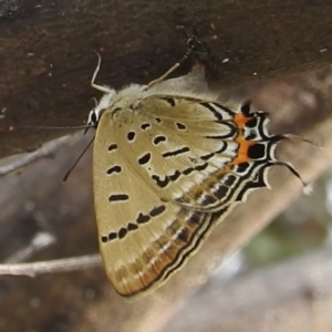 Jalmenus ictinus at McQuoids Hill - 5 Jan 2024 03:50 PM