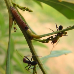 Jalmenus ictinus at McQuoids Hill - 5 Jan 2024 03:50 PM