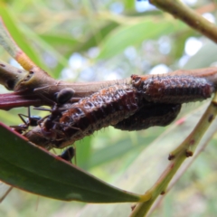 Jalmenus ictinus at McQuoids Hill - 5 Jan 2024