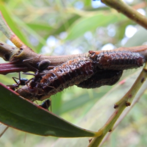 Jalmenus ictinus at McQuoids Hill - 5 Jan 2024 03:50 PM