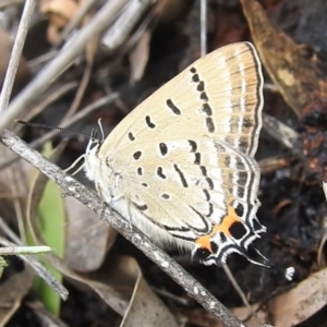 Jalmenus ictinus at McQuoids Hill - 5 Jan 2024