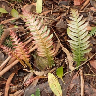 Blechnum neohollandicum (Prickly Rasp Fern) at Bowral - 3 Jan 2024 by plants