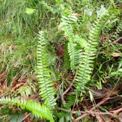 Pellaea falcata (Sickle Fern) at Wingecarribee Local Government Area - 3 Jan 2024 by plants