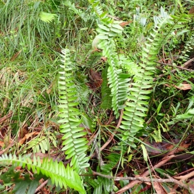 Pellaea falcata (Sickle Fern) at Bowral, NSW - 3 Jan 2024 by plants