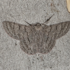 Crypsiphona ocultaria (Red-lined Looper Moth) at Scullin, ACT - 2 Jan 2024 by AlisonMilton