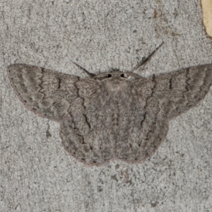 Crypsiphona ocultaria at Scullin, ACT - 3 Jan 2024