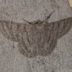 Crypsiphona ocultaria at Scullin, ACT - 3 Jan 2024 09:16 AM