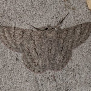 Crypsiphona ocultaria at Scullin, ACT - 3 Jan 2024