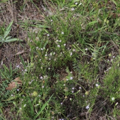 Vittadinia muelleri (Narrow-leafed New Holland Daisy) at Yarralumla, ACT - 5 Jan 2024 by Mike