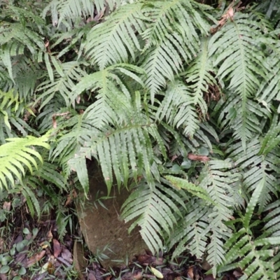 Blechnum cartilagineum (Gristle Fern) at Wingecarribee Local Government Area - 4 Jan 2024 by plants