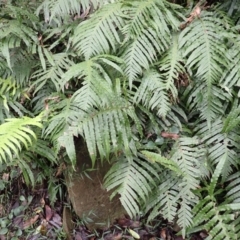 Blechnum cartilagineum (Gristle Fern) at Bowral, NSW - 3 Jan 2024 by plants