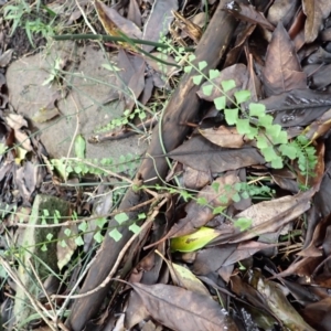 Asplenium flabellifolium at Wingecarribee Local Government Area - 4 Jan 2024