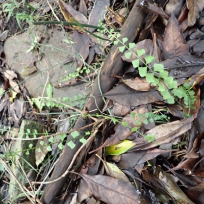 Asplenium flabellifolium (Necklace Fern) at Wingecarribee Local Government Area - 3 Jan 2024 by plants
