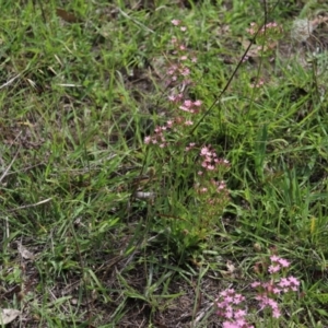 Centaurium sp. at Stirling Park - 5 Jan 2024