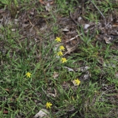 Tricoryne elatior (Yellow Rush Lily) at Yarralumla, ACT - 5 Jan 2024 by Mike