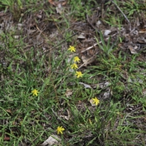 Tricoryne elatior at Stirling Park - 5 Jan 2024 04:03 PM