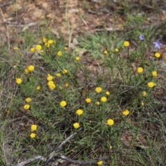 Rutidosis leptorhynchoides (Button Wrinklewort) at Yarralumla, ACT - 5 Jan 2024 by Mike