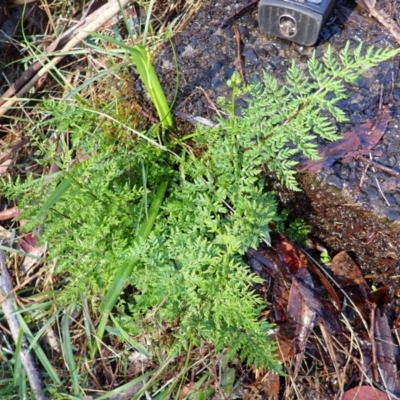 Cheilanthes austrotenuifolia (Rock Fern) at Wingecarribee Local Government Area - 21 Dec 2023 by plants