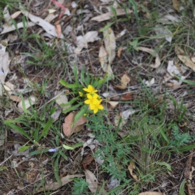 Hypericum perforatum (St John's Wort) at Stirling Park - 5 Jan 2024 by Mike