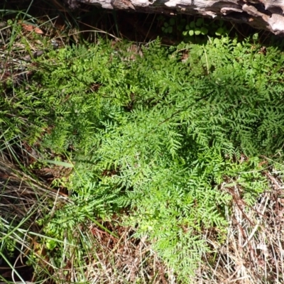 Cheilanthes austrotenuifolia (Rock Fern) at Mittagong, NSW - 22 Dec 2023 by plants