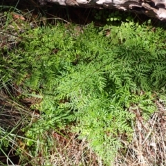 Cheilanthes austrotenuifolia (Rock Fern) at Mittagong, NSW - 21 Dec 2023 by plants