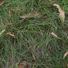 Nassella neesiana (Chilean Needlegrass) at Yarralumla, ACT - 5 Jan 2024 by Mike