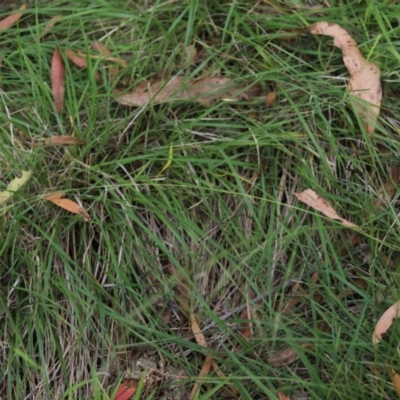 Nassella neesiana (Chilean Needlegrass) at Stirling Park - 5 Jan 2024 by Mike