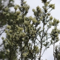 Bursaria spinosa subsp. lasiophylla (Australian Blackthorn) at Yarralumla, ACT - 5 Jan 2024 by Mike