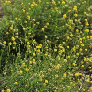 Calotis lappulacea at Stirling Park - 5 Jan 2024