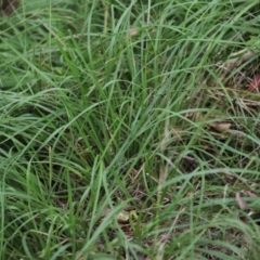 Nassella neesiana (Chilean Needlegrass) at Yarralumla, ACT - 5 Jan 2024 by Mike