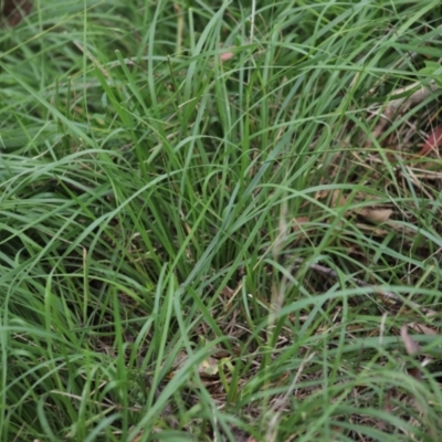 Nassella neesiana (Chilean Needlegrass) at Stirling Park - 5 Jan 2024 by Mike