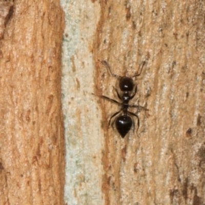 Crematogaster sp. (genus) (Acrobat ant, Cocktail ant) at Scullin, ACT - 2 Jan 2024 by AlisonMilton