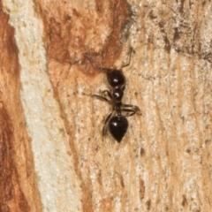 Crematogaster sp. (genus) at Scullin, ACT - 3 Jan 2024 09:27 AM