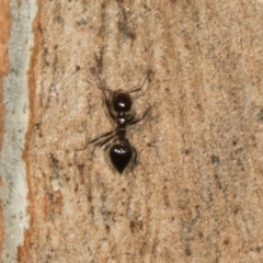 Crematogaster sp. (genus) at Scullin, ACT - 3 Jan 2024 09:27 AM