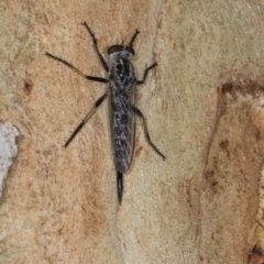 Cerdistus sp. (genus) (Slender Robber Fly) at Scullin, ACT - 2 Jan 2024 by AlisonMilton