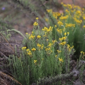 Chrysocephalum semipapposum at Stirling Park - 5 Jan 2024