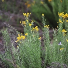 Chrysocephalum semipapposum at Stirling Park - 5 Jan 2024