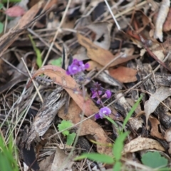 Glycine tabacina (Variable Glycine) at Yarralumla, ACT - 5 Jan 2024 by Mike